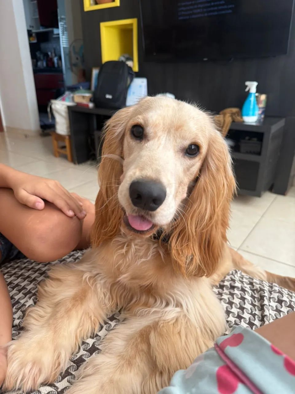 Cocker Spaniel - Foto 3