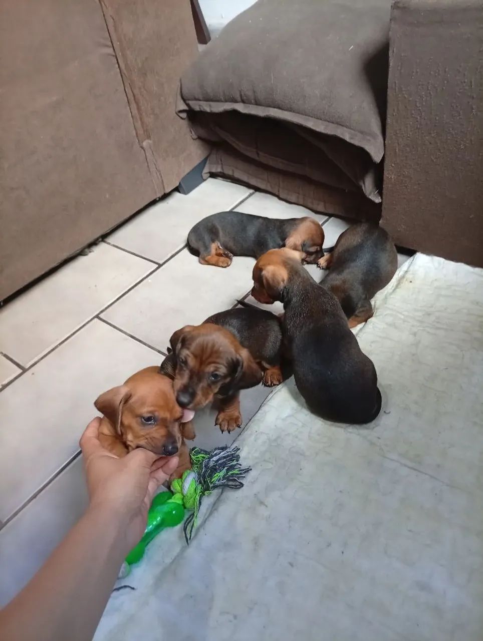 Dachshund  - Foto 5
