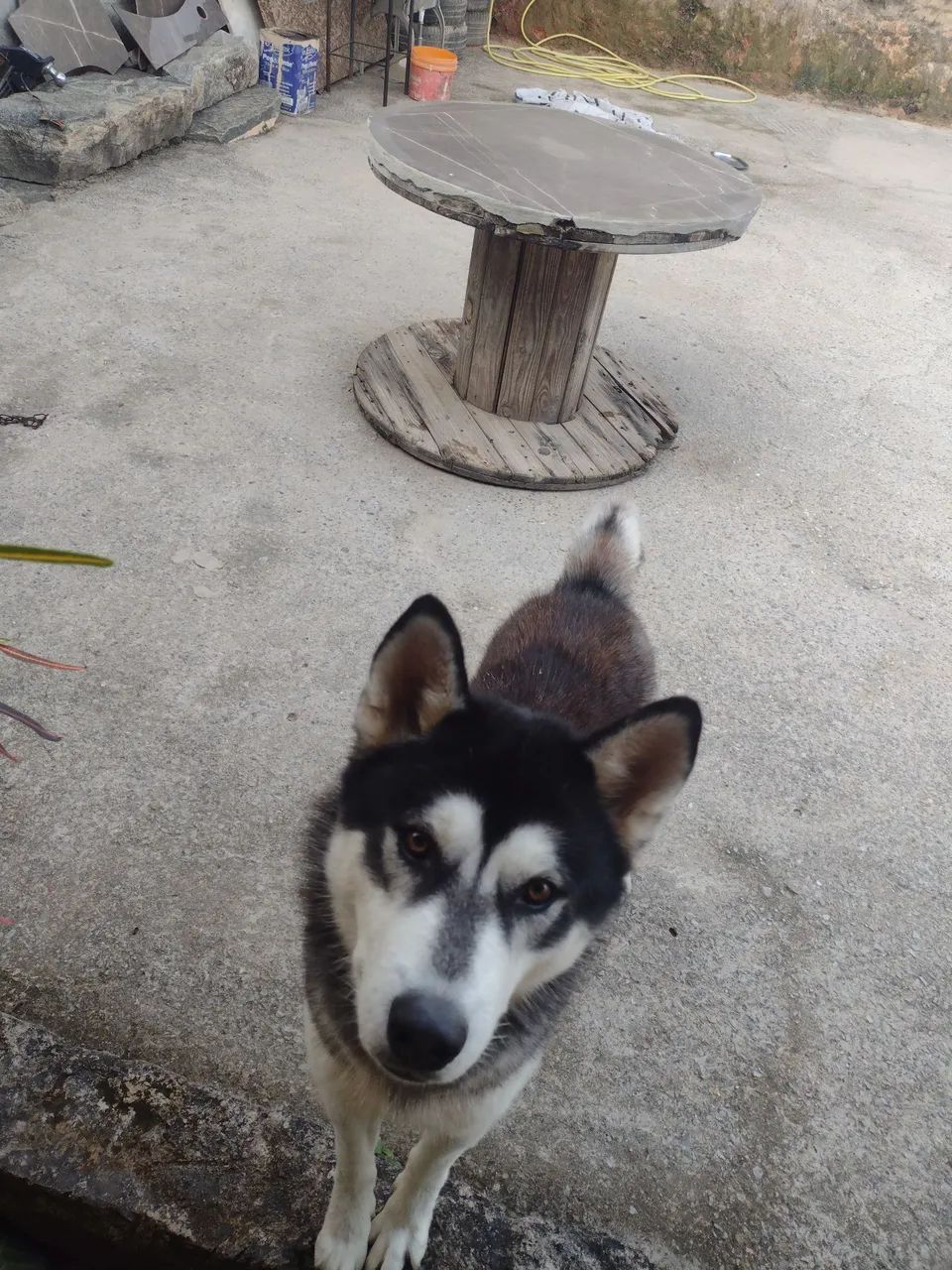 Cachorro 