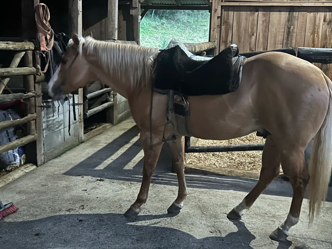 Cavalo quarto de milha  - Foto 3