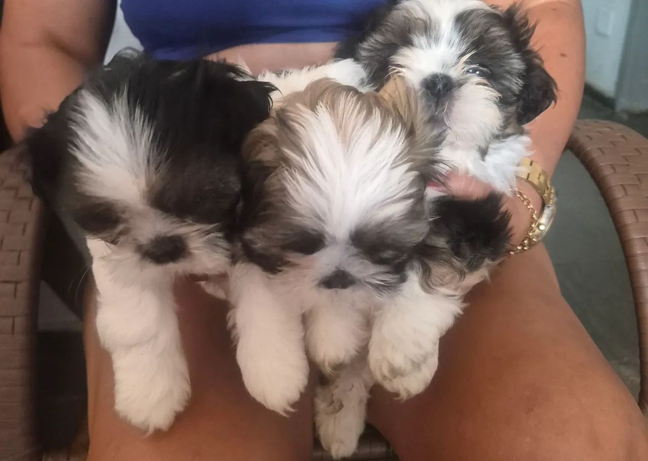 Shih-tzu - Foto 3