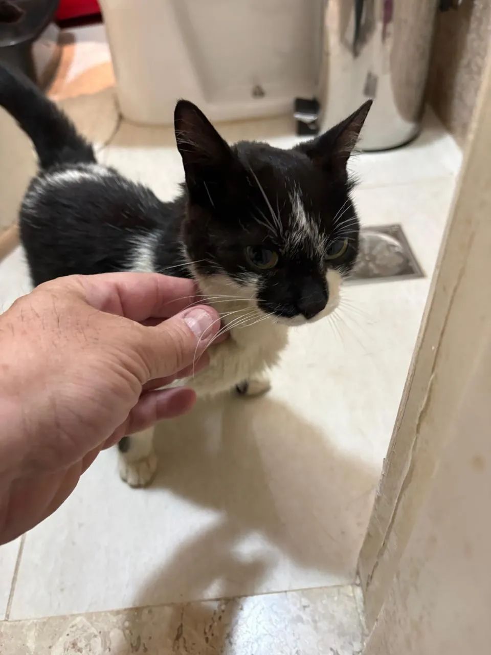 Gata pra adoção - Foto 2