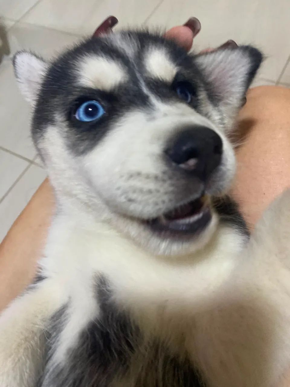 Husky Siberiano  - Foto 2