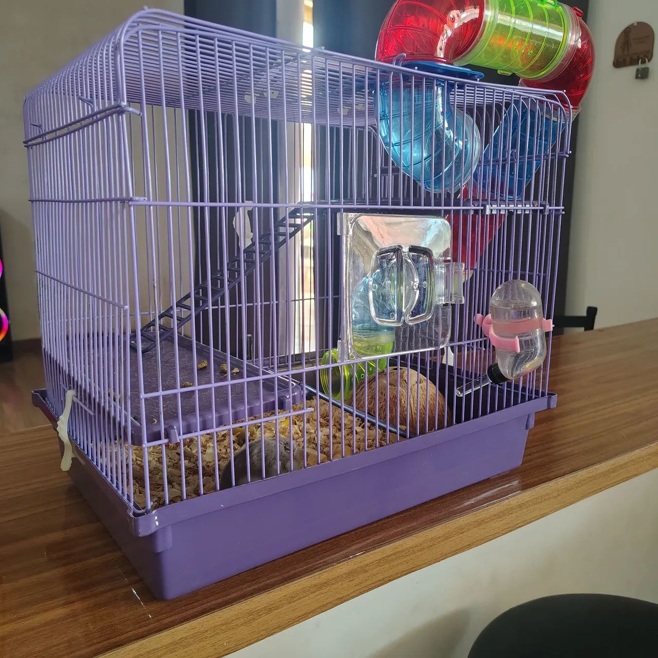 Hamster  - Foto 5