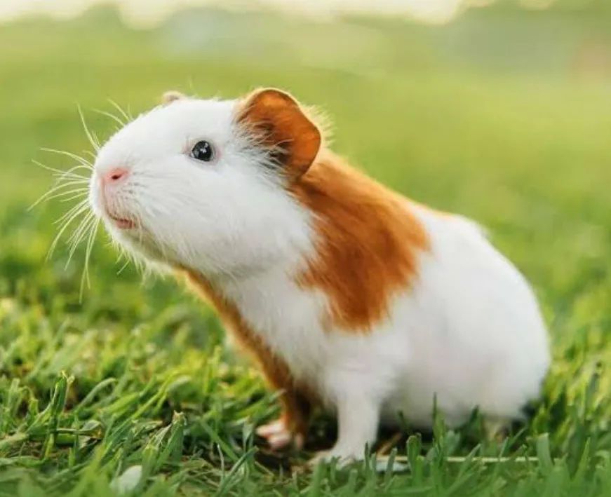 Porquinho da índia inglês pelo liso  - Foto 6