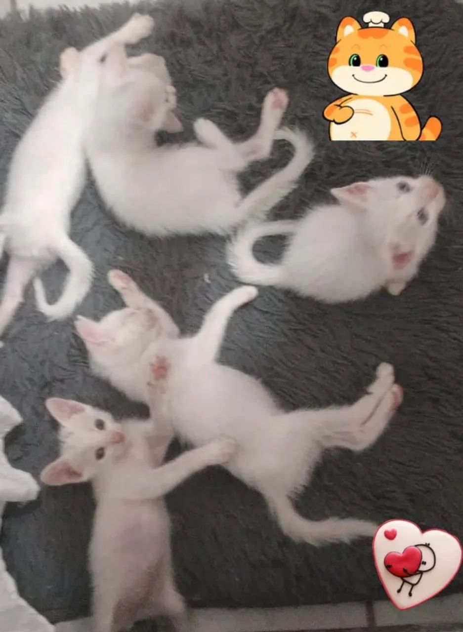 Doação gatinhos  - Foto 2