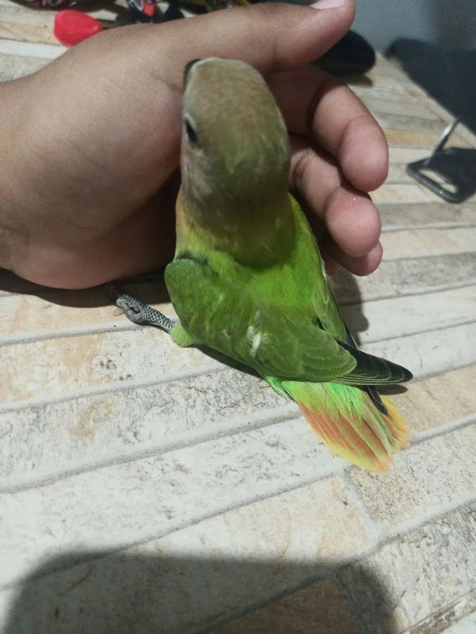 Comedouro