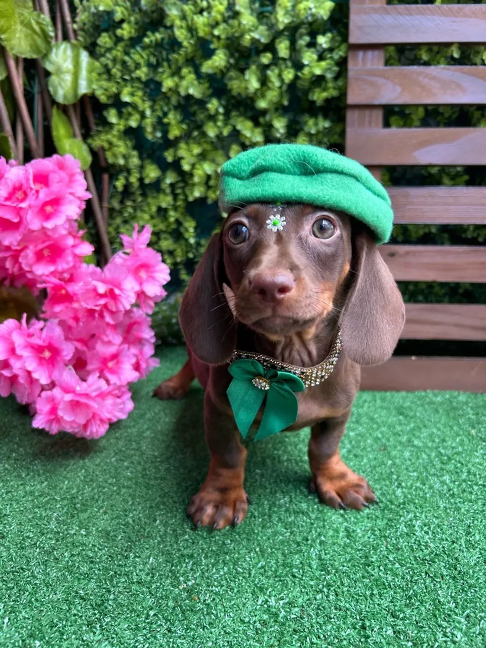 Dachshund Miniatura (chocolate) - Foto 5