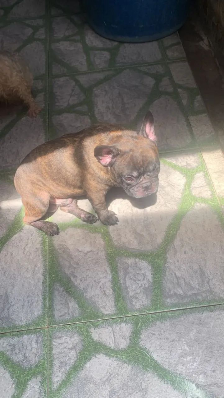 Buldogue francês original  - Foto 3