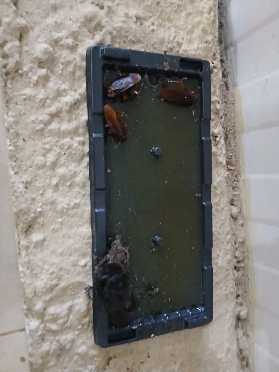 Controle de pragas  - Foto 5