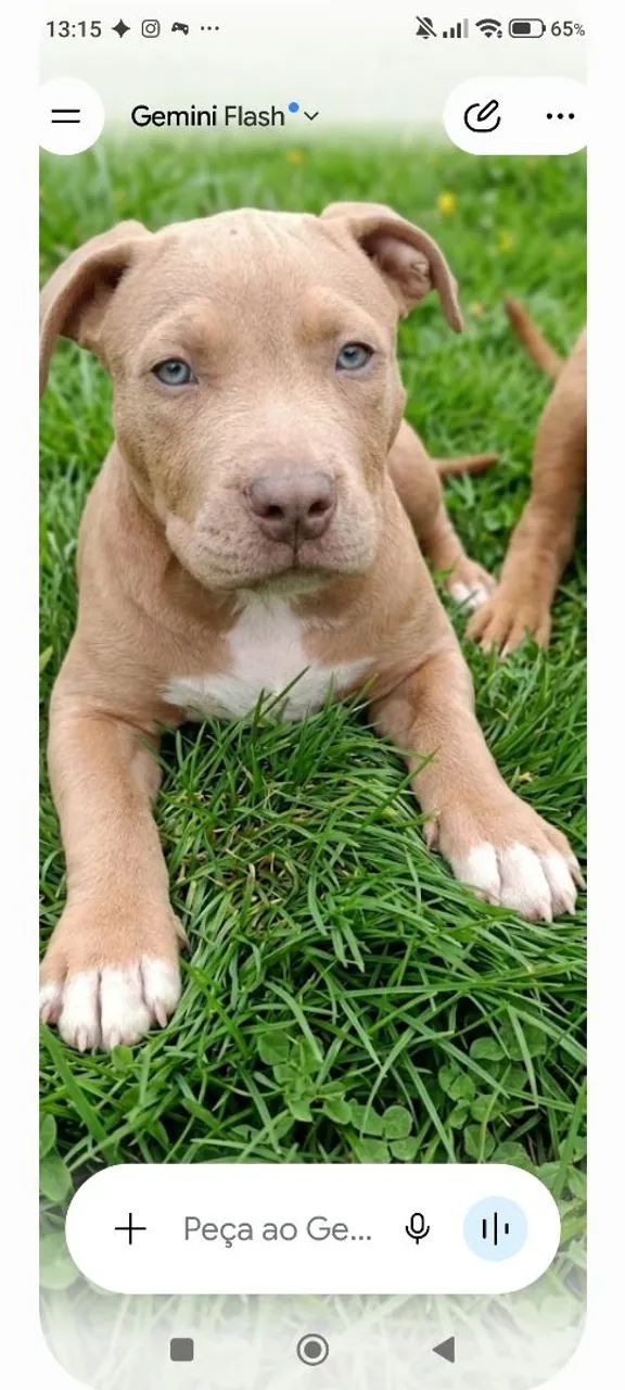 Pitmonster  - Foto 3