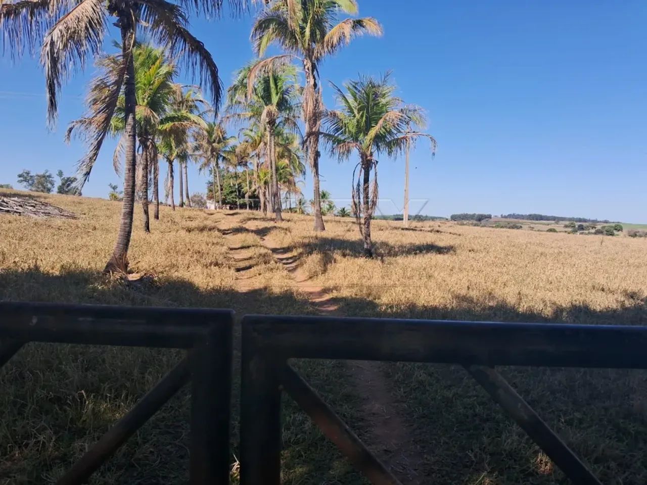 Sitio Guimbe SP - 11 Alqueires - Foto 3
