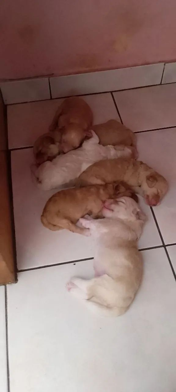 Filhotes Poodles  - Foto 4