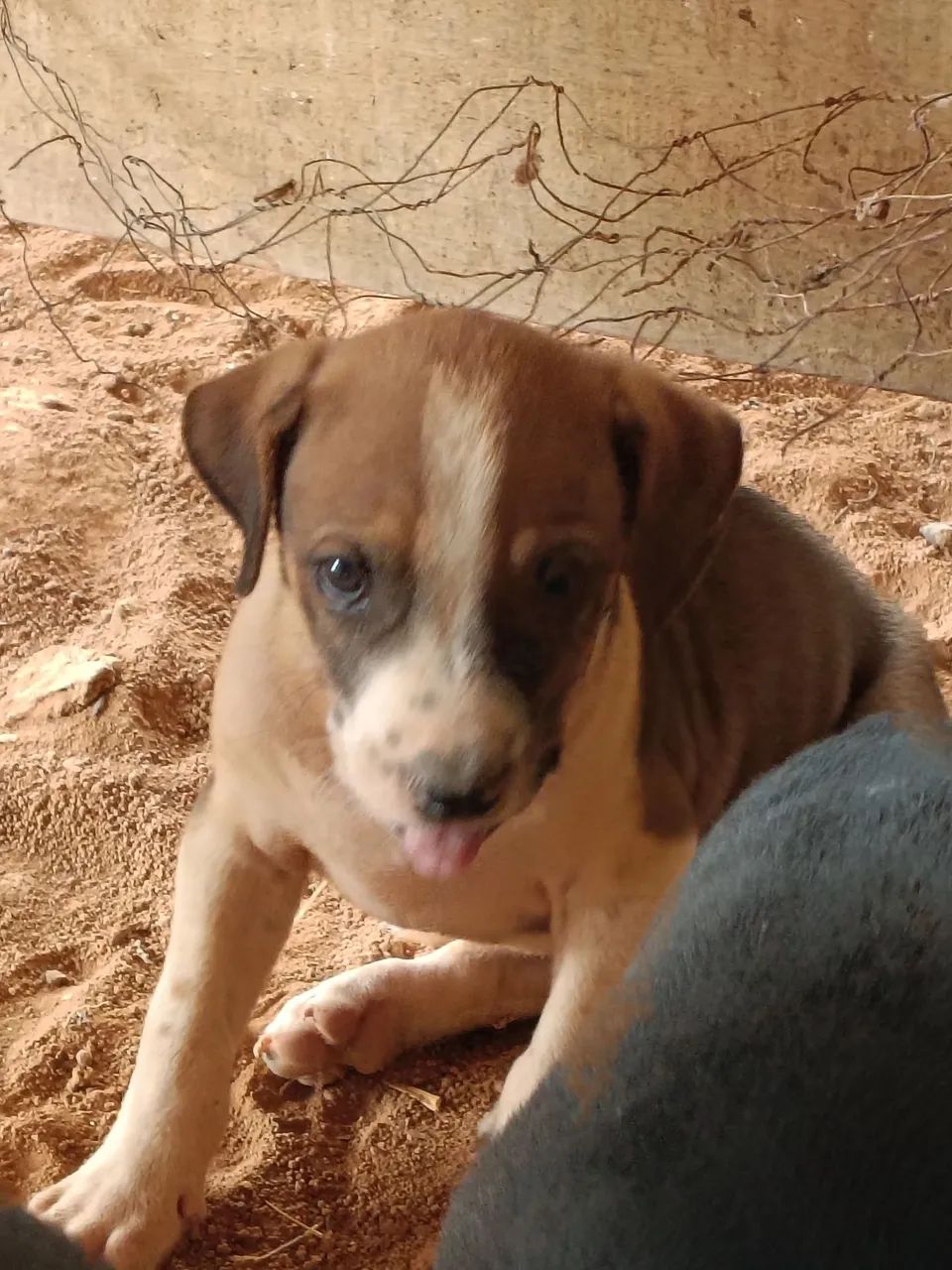 Filhotes de Cachorro  - Foto 5
