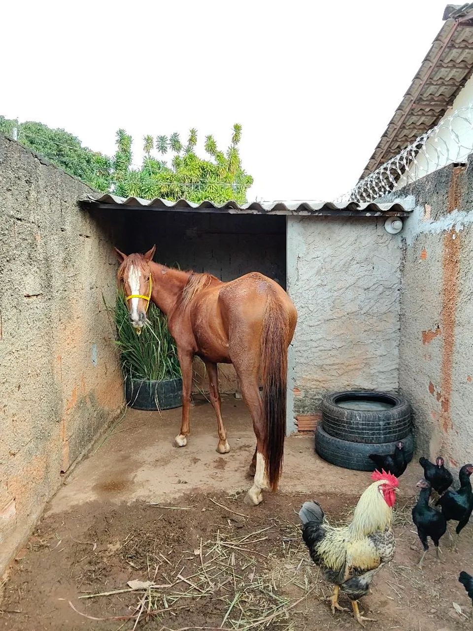 Potra/ égua  - Foto 2