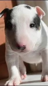 Bull terrier filhotes 