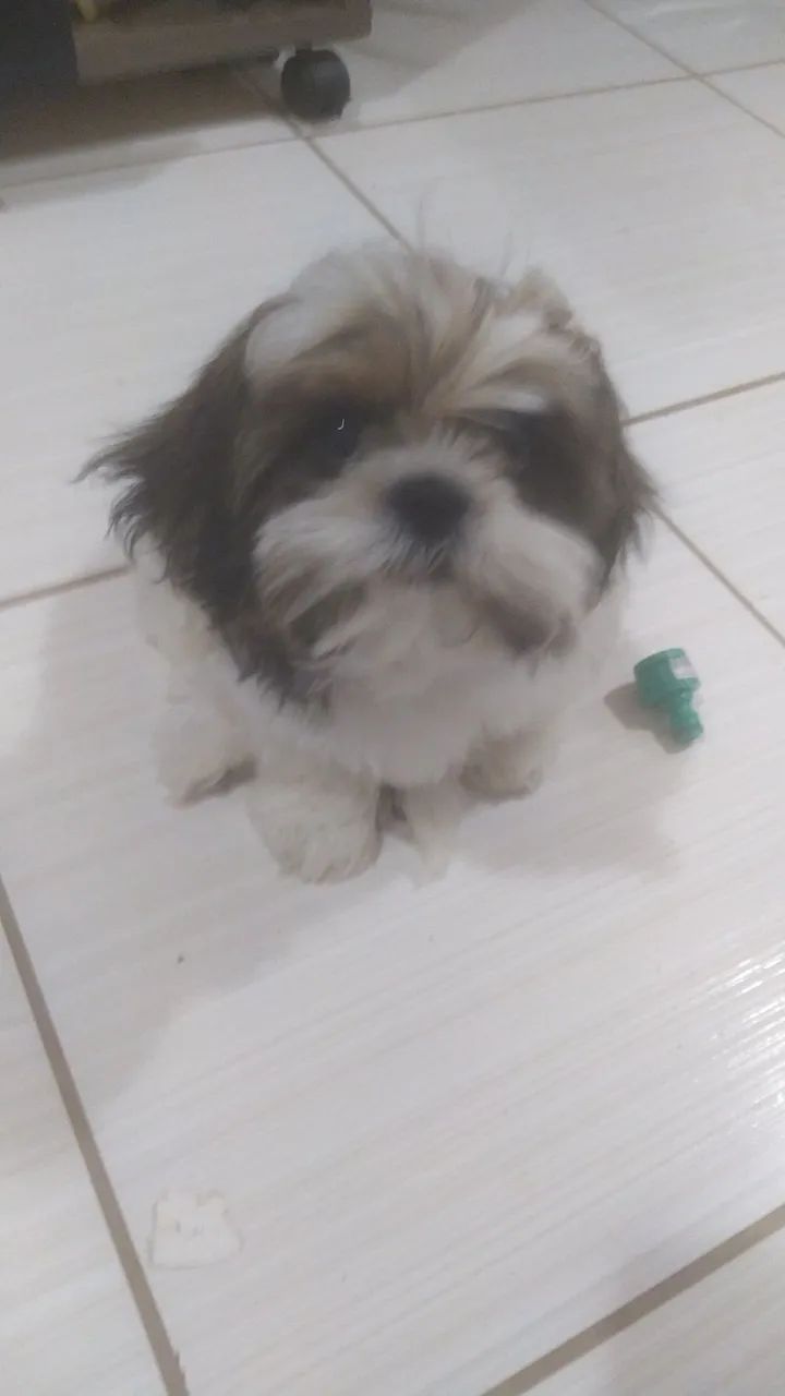 Doação Shitzu - Foto 2