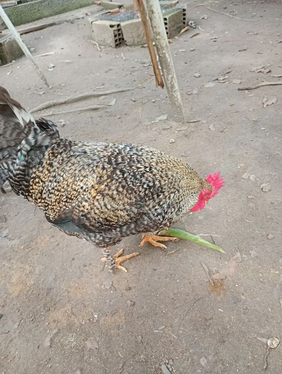 Frango carijó com ótima genética  - Foto 4