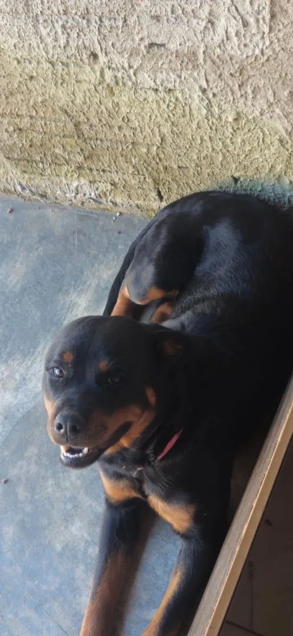 Fêmea Rottweiler - Foto 2