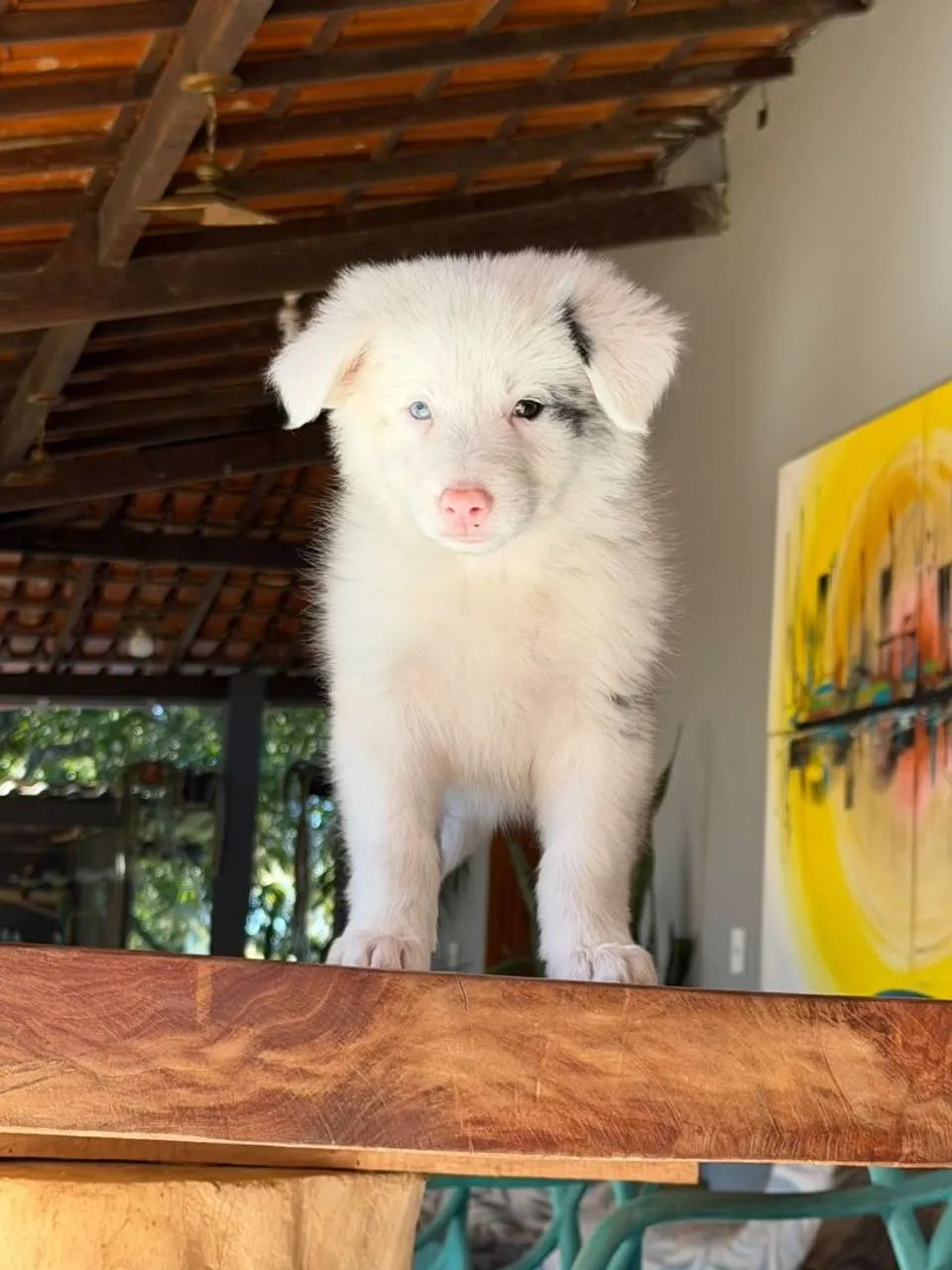 BORDER collie para Teresópolis  - Foto 4