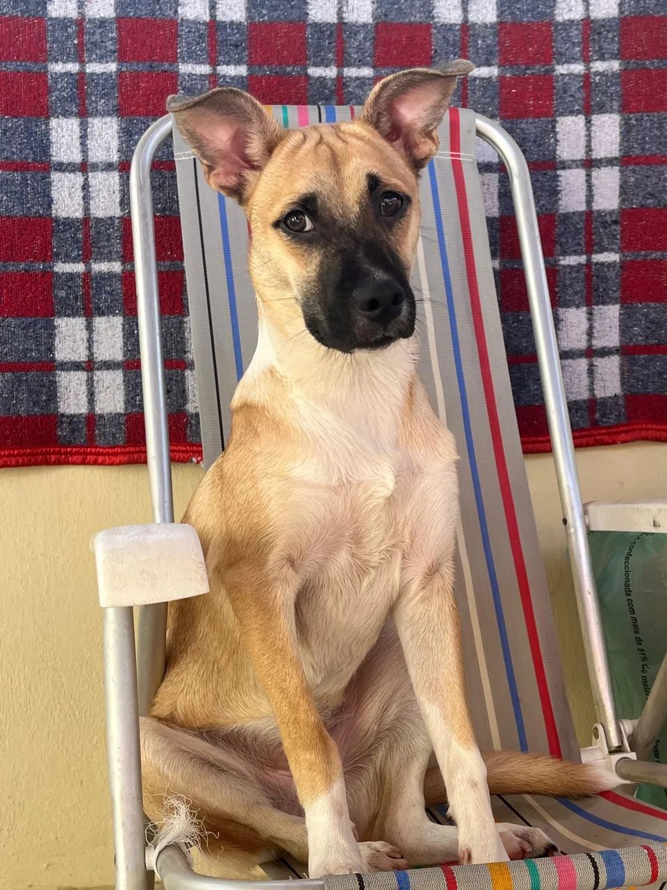 Cachorro para adoção 
