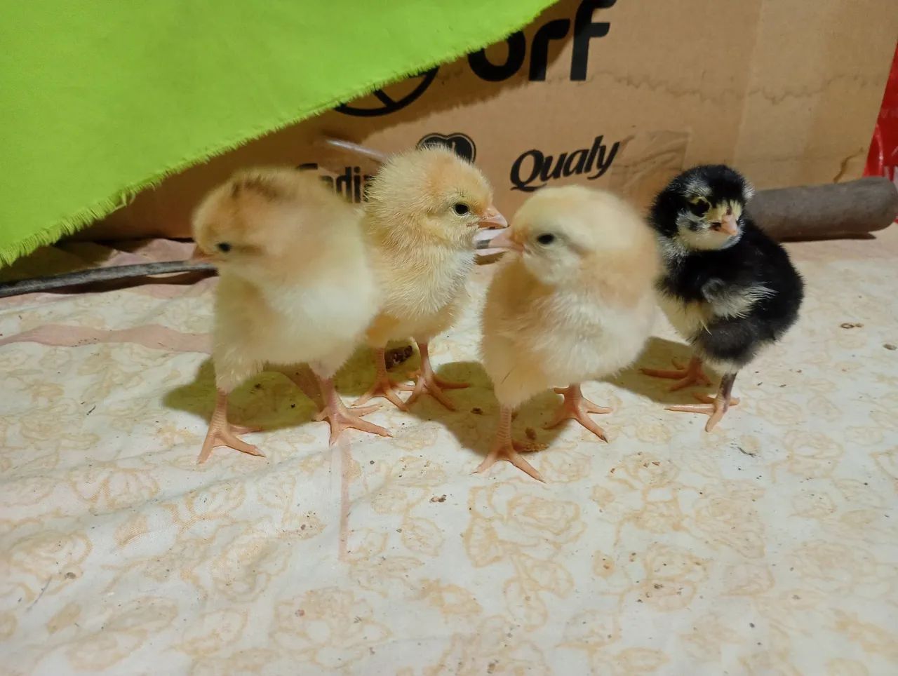 Pintinhos gsb balão disponível  - Foto 3