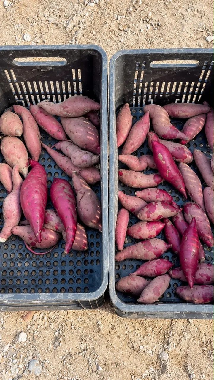 Batata doce direto do roçado - Foto 5