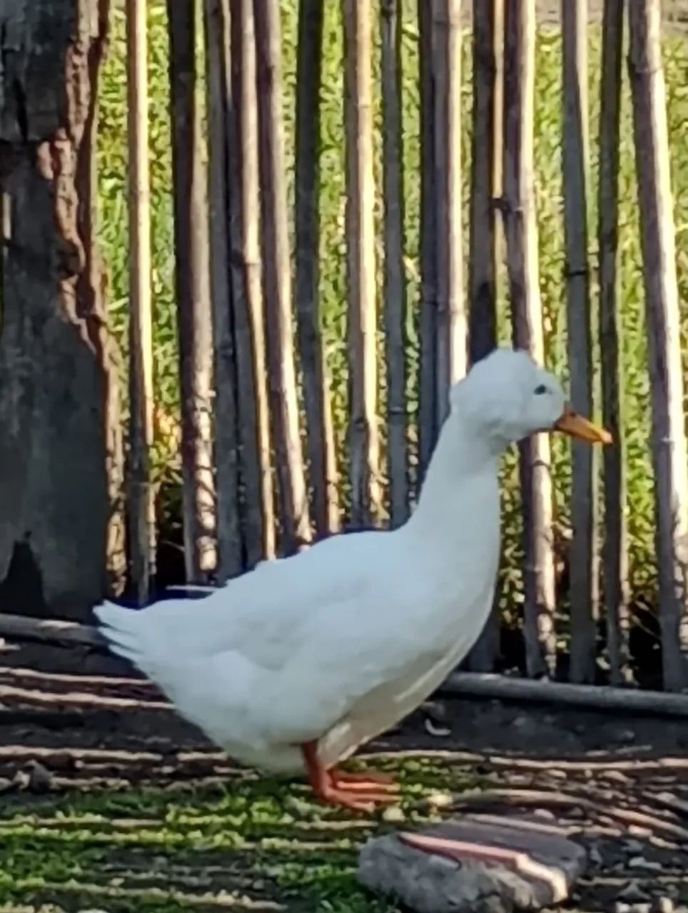 SÓ CHAMAR SE REALMENTE TIVER INTERESSE - Foto 5