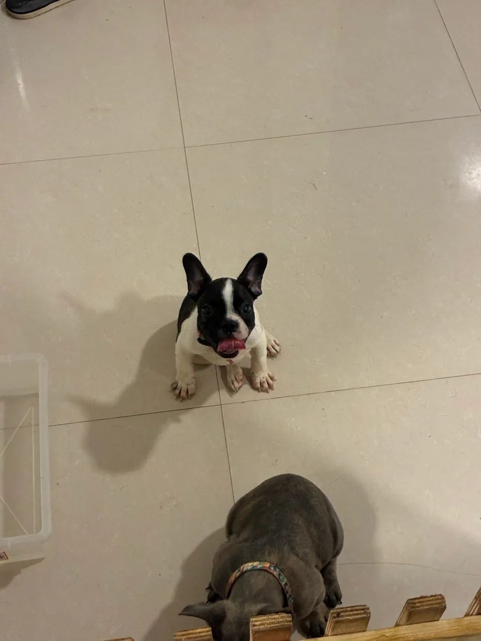 Buldogue Francês - Foto 3