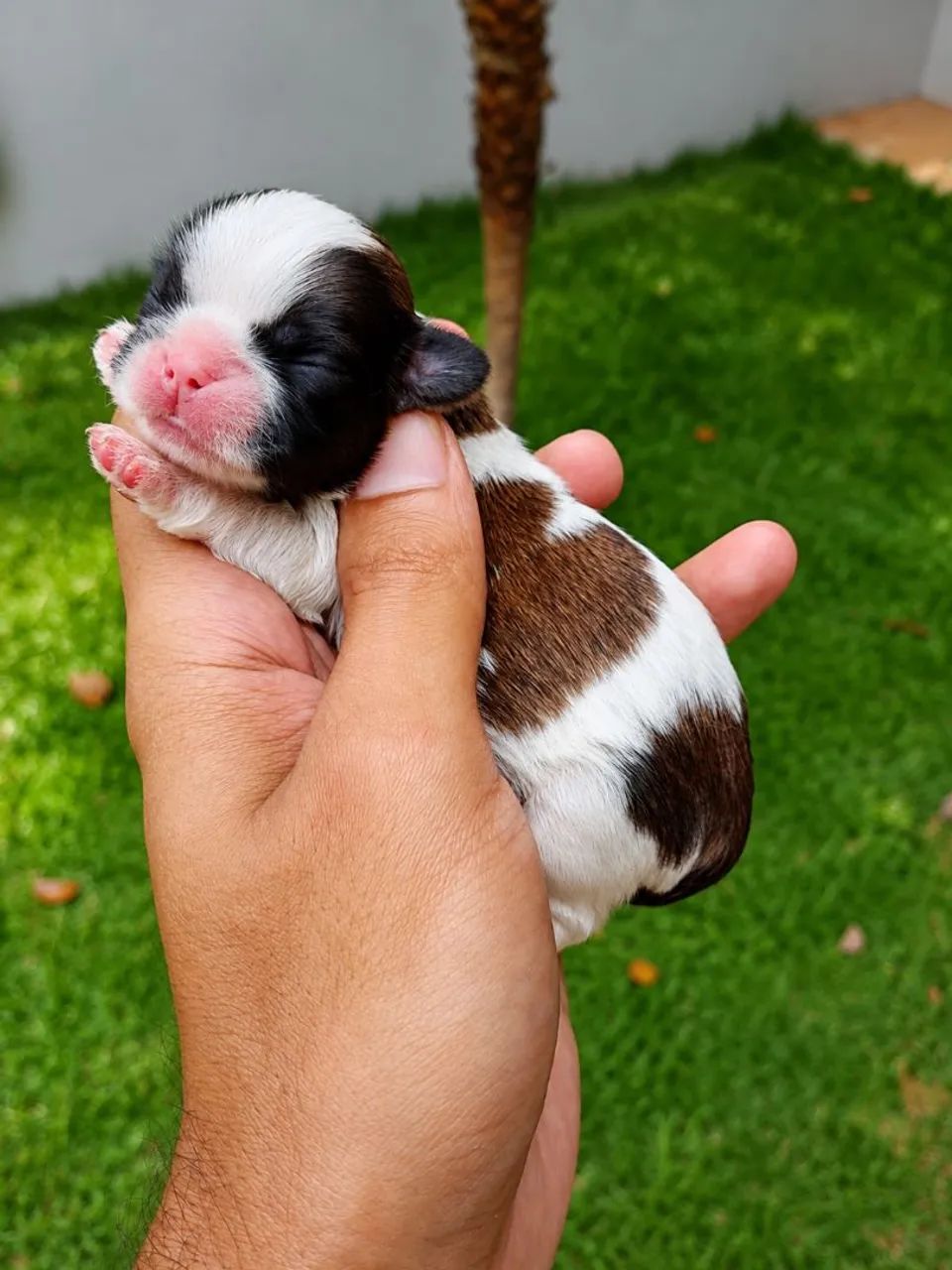 MINI SHIHTZU  - Foto 5