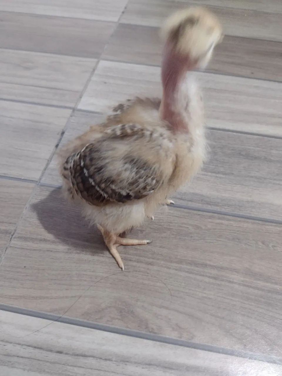 Lote de pintainhos pescoço pelado  - Foto 4