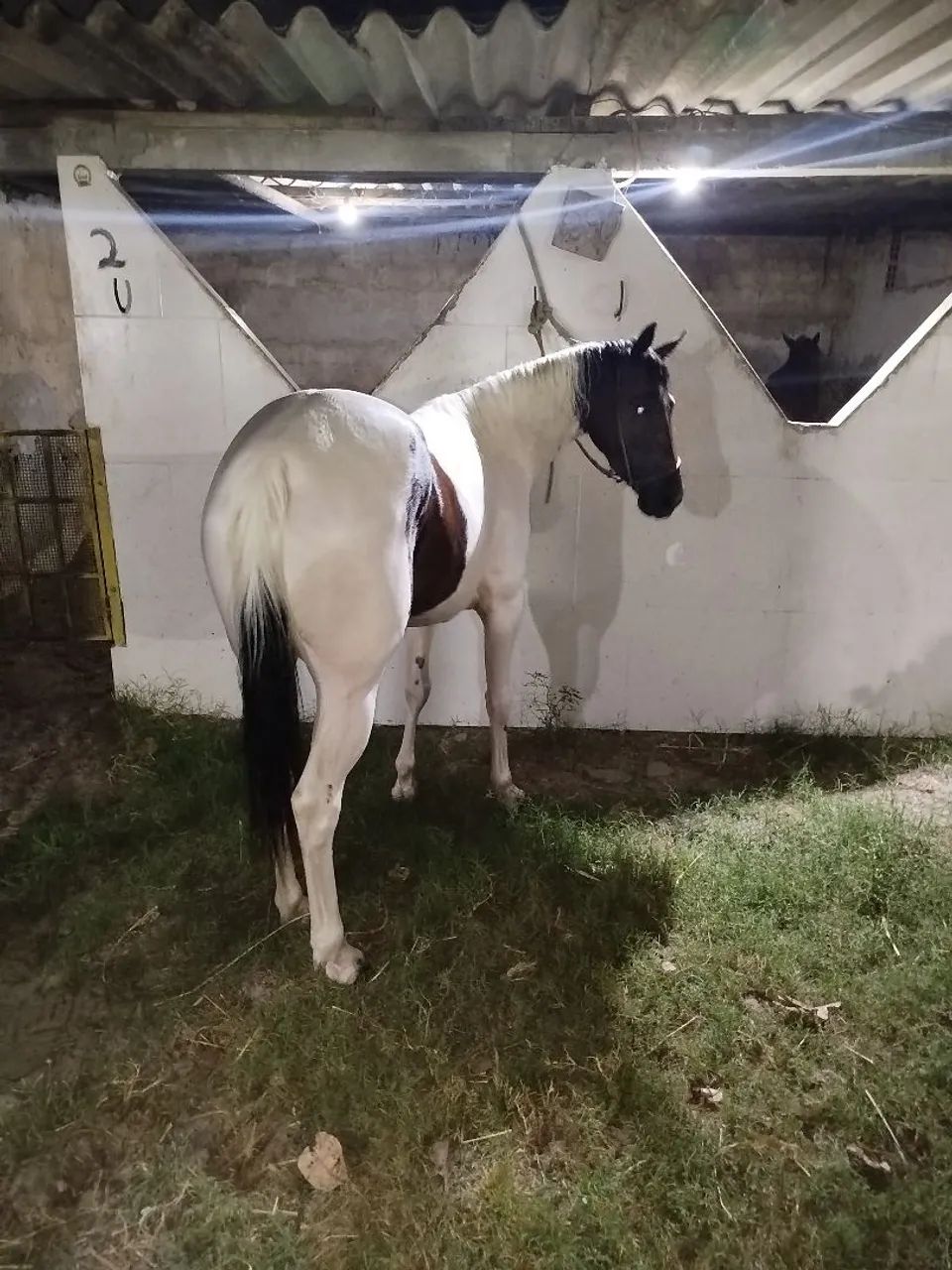 egua Quarto de milha - Foto 4