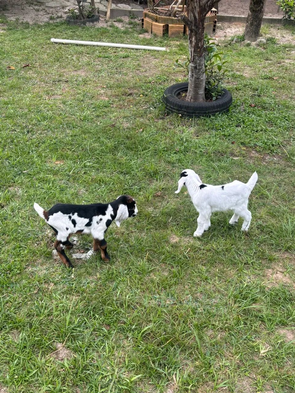 Cabras  - Foto 3