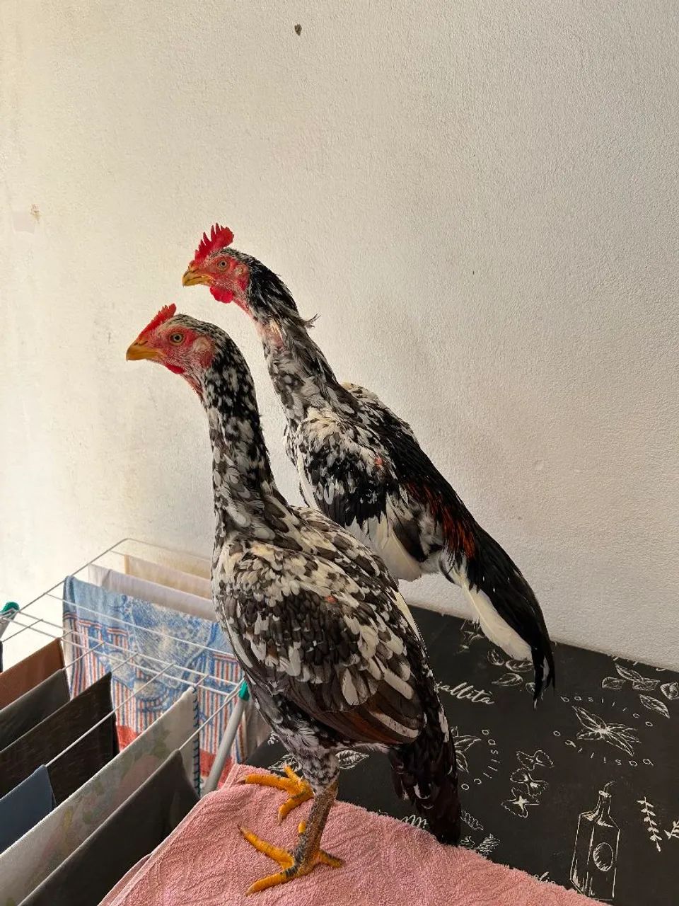 Frango