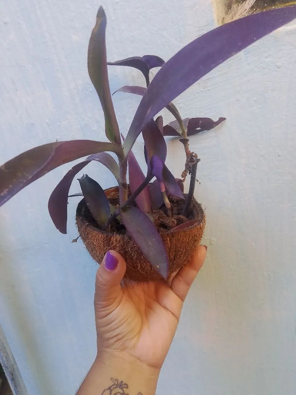 Plantinhas Suculentas no casco de coco - Foto 5