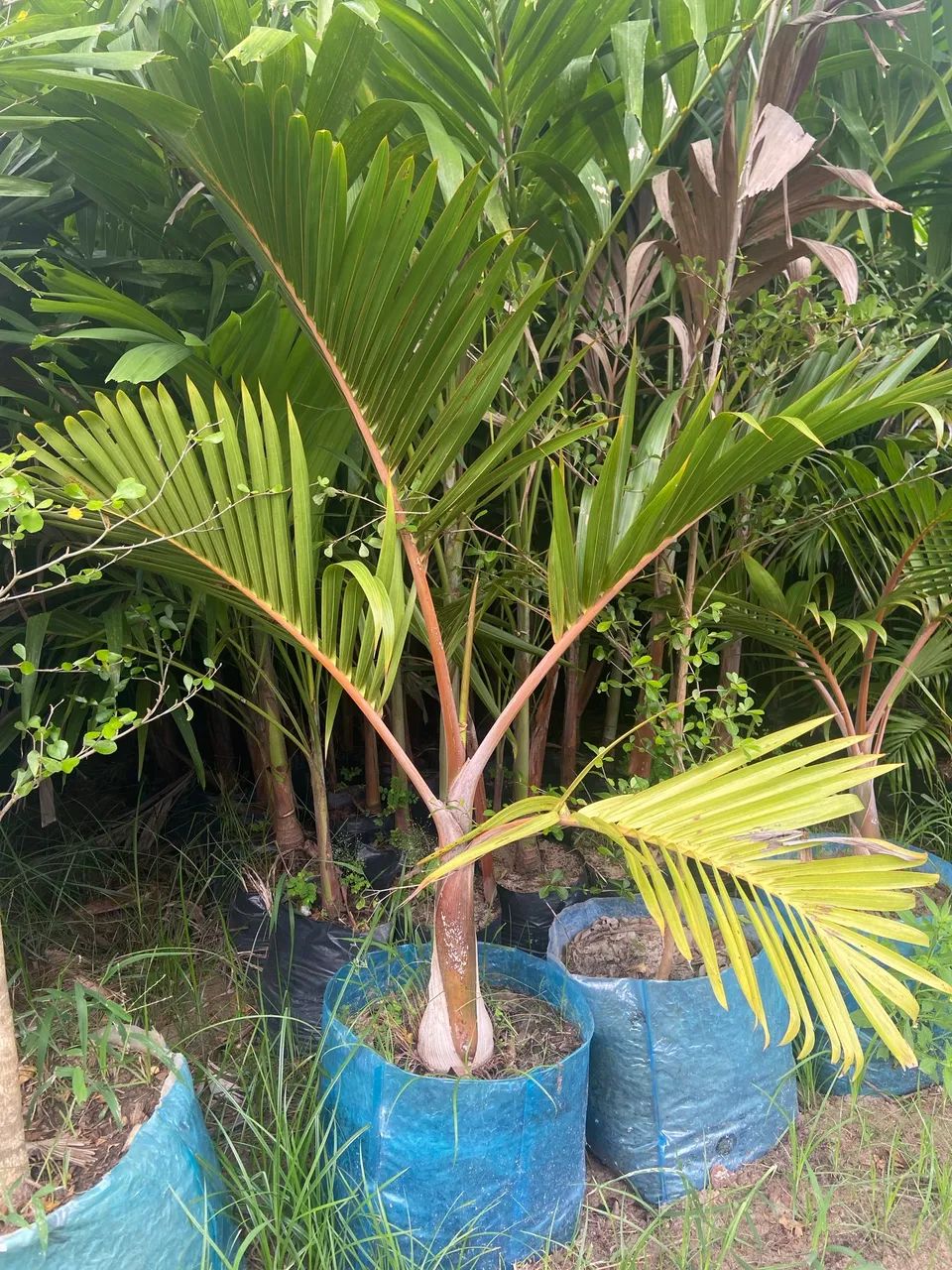 Palmeira garrafa  - Foto 2