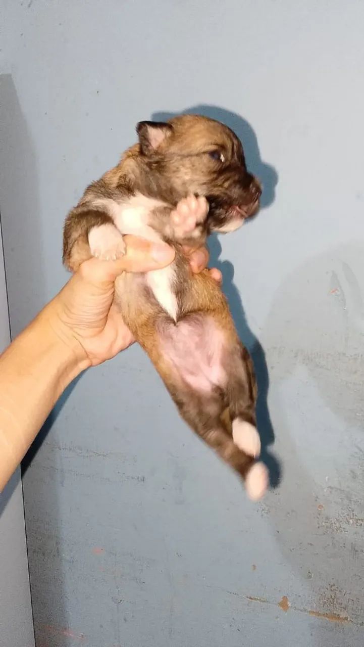 Cachorro - Foto 2