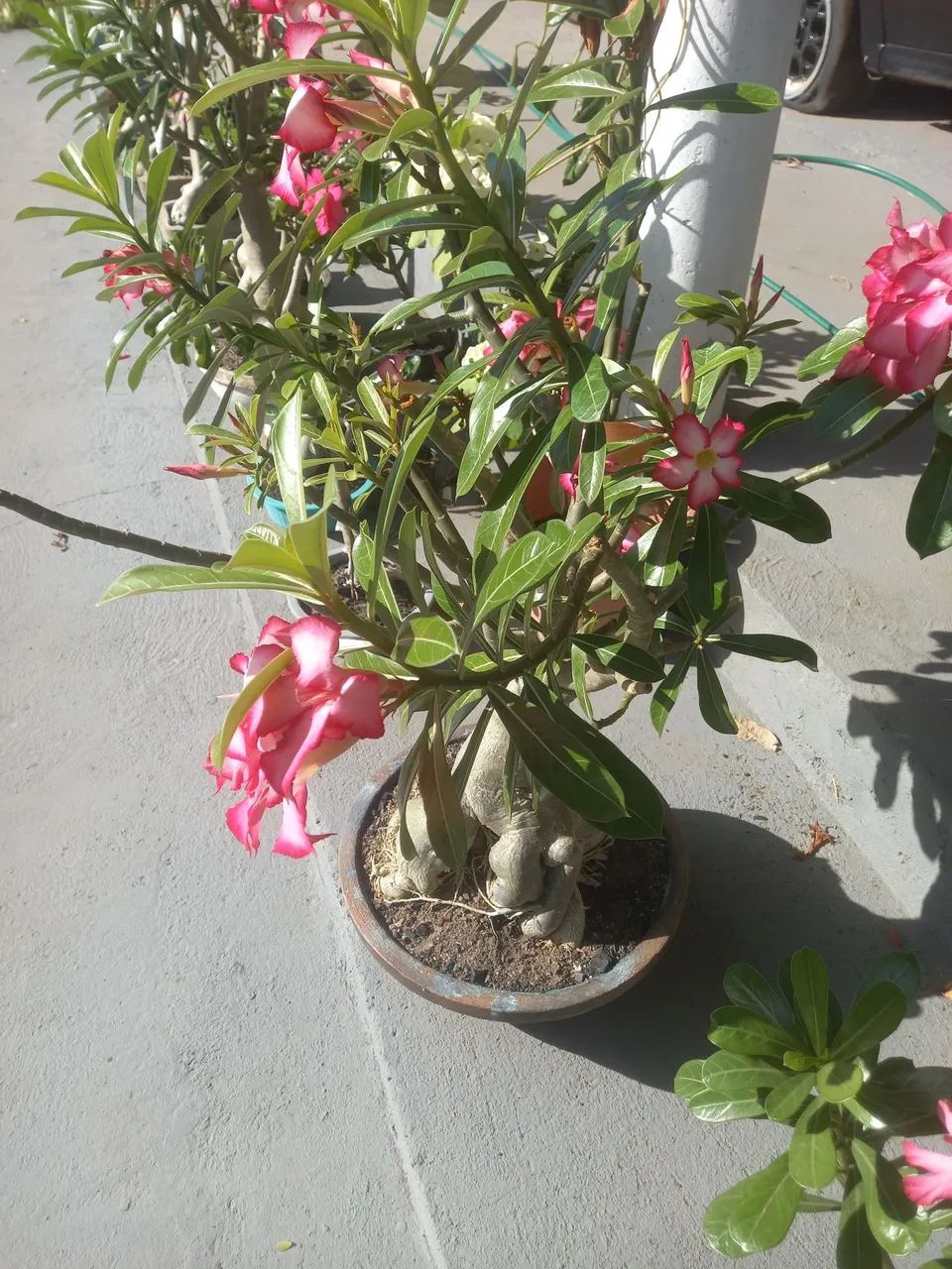 Rosa do deserto - Foto 2