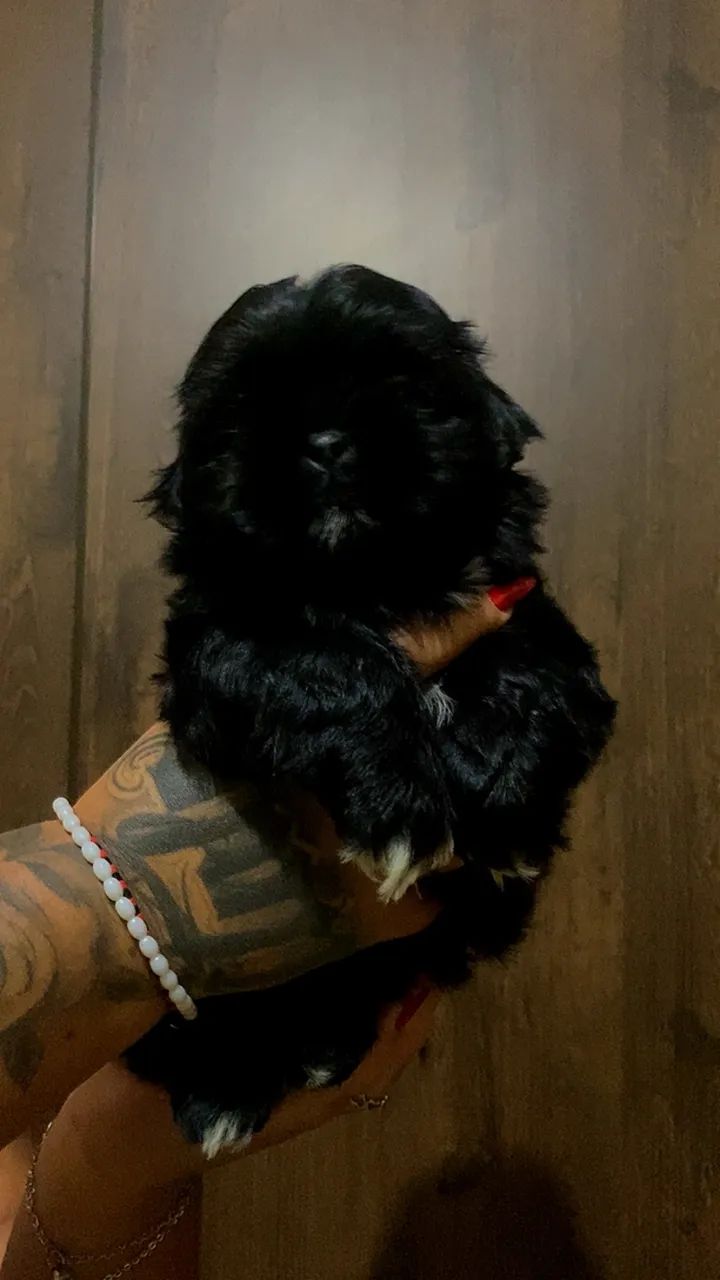 Shih tzu  - Foto 3