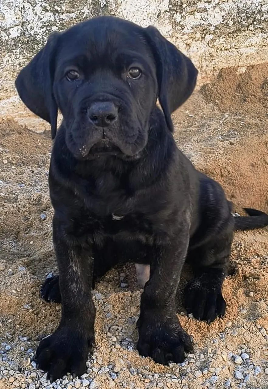 Filhote de cane corso com pedigree  - Foto 4