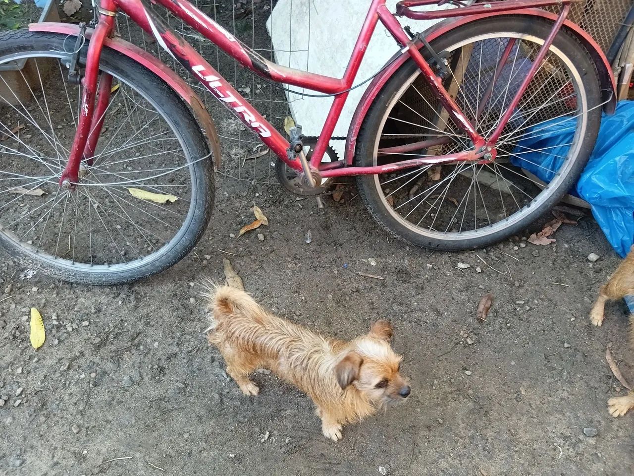 Bicicleta ultra reforçada  - Foto 3
