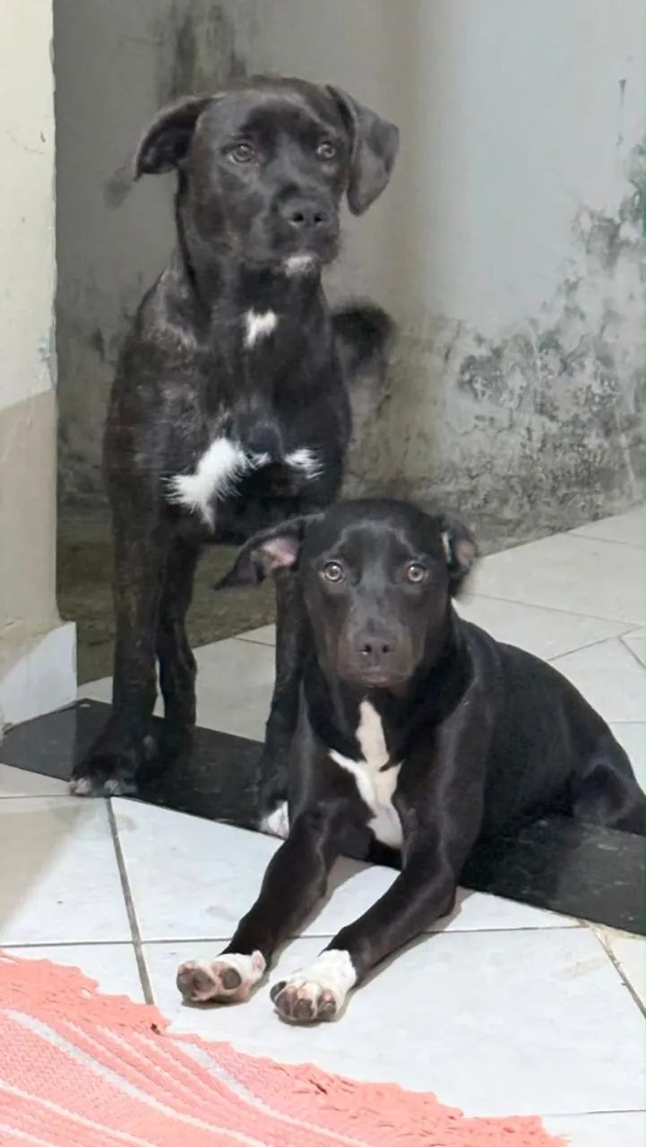 Adoção  - Foto 5