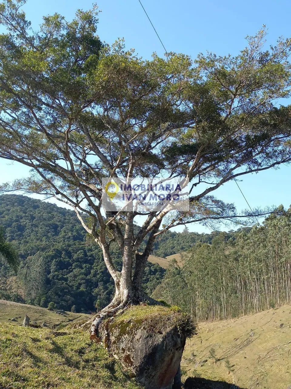 Sítio à venda em São Bonifácio - SC - Foto 5