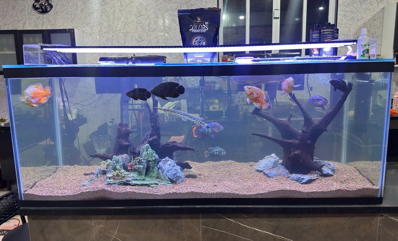 Aquário jumbo de 478 Litros (150cm), novíssimo.