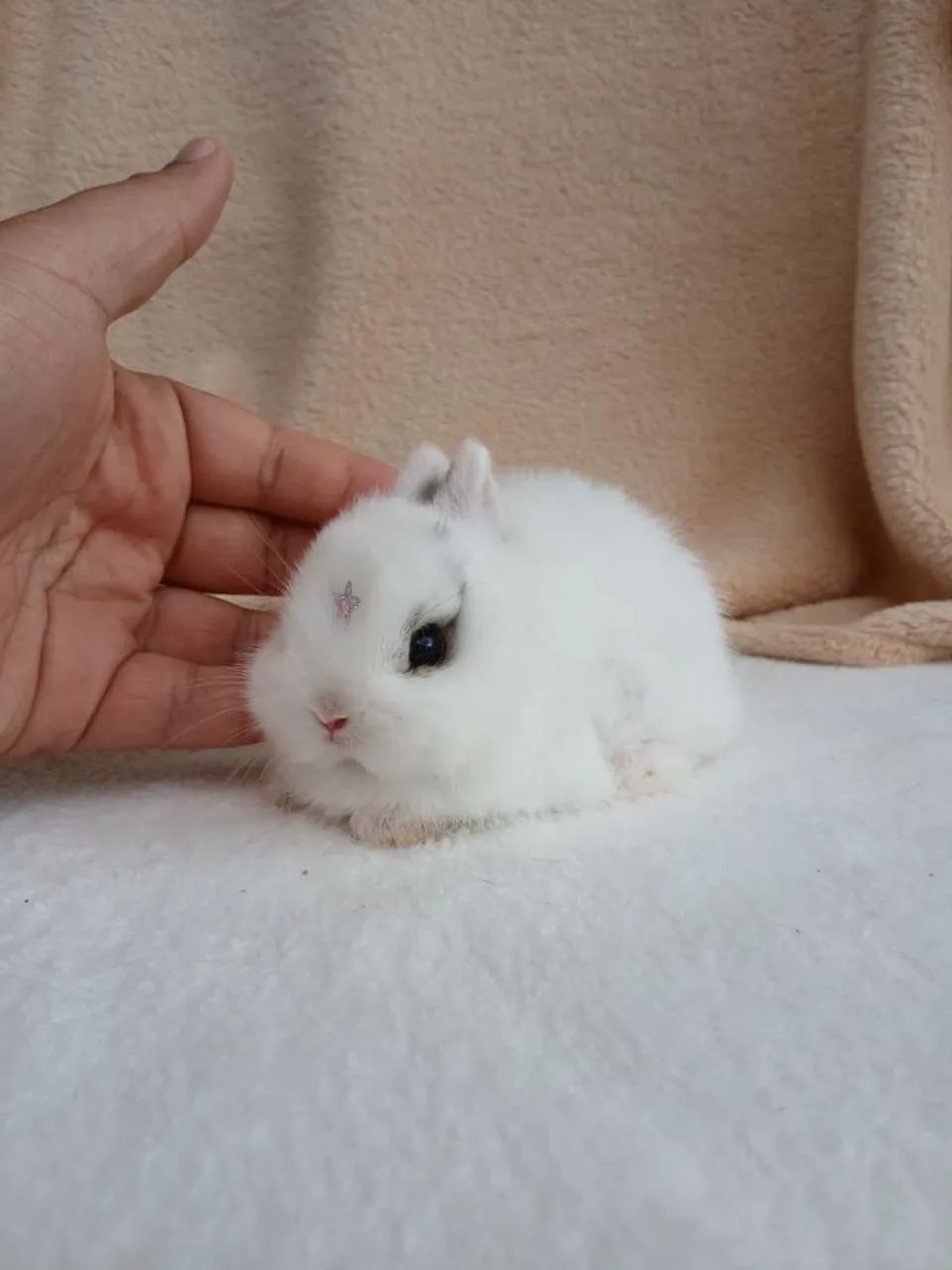 Mini coelho  - Foto 3