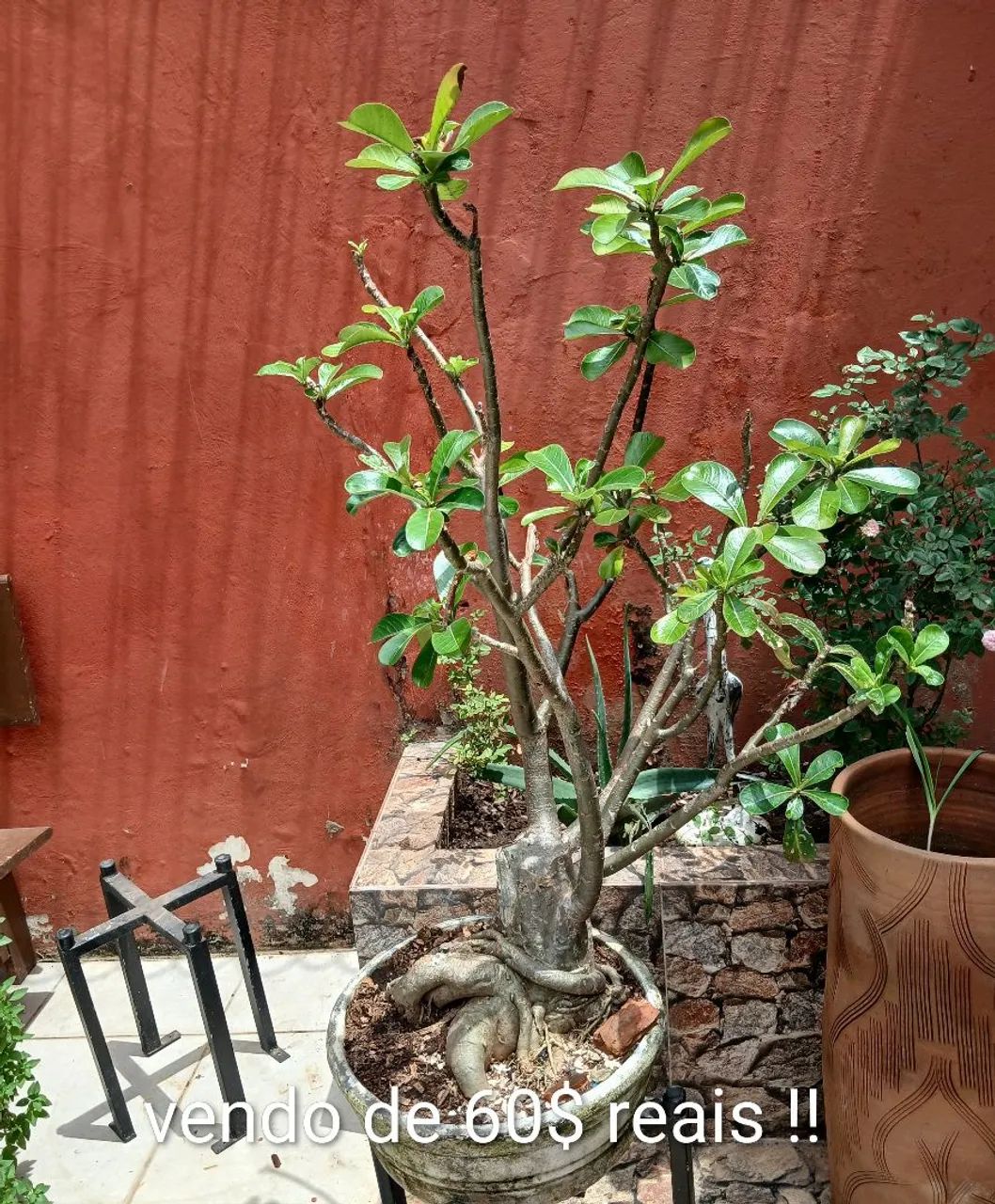 Plantas do deserto  - Foto 2