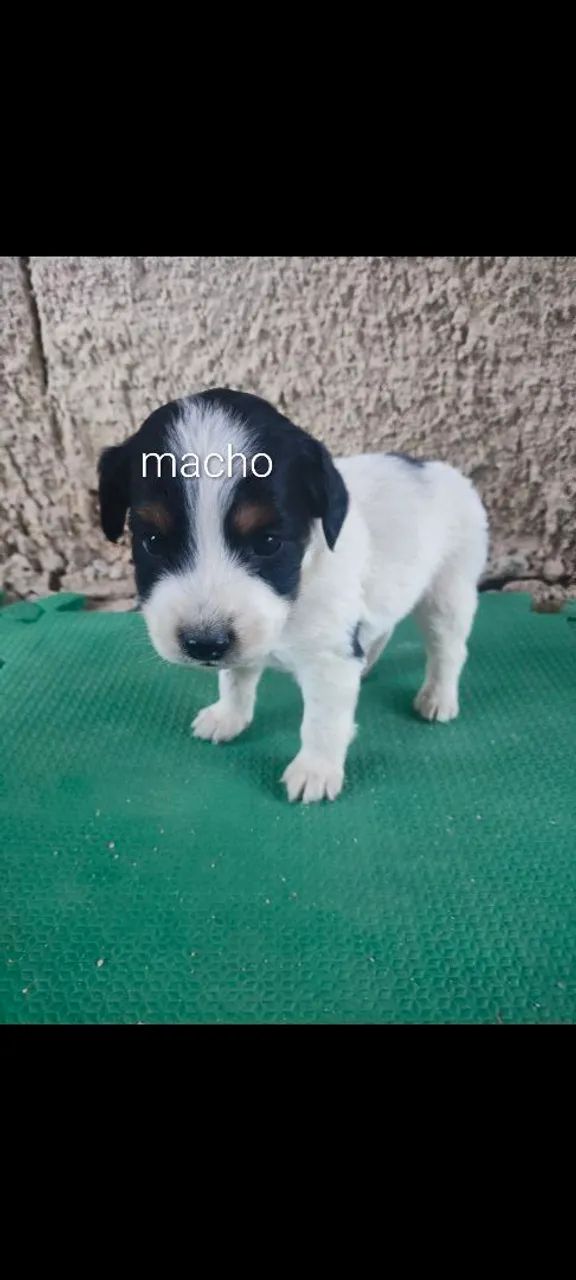 Doação cachorro  - Foto 2