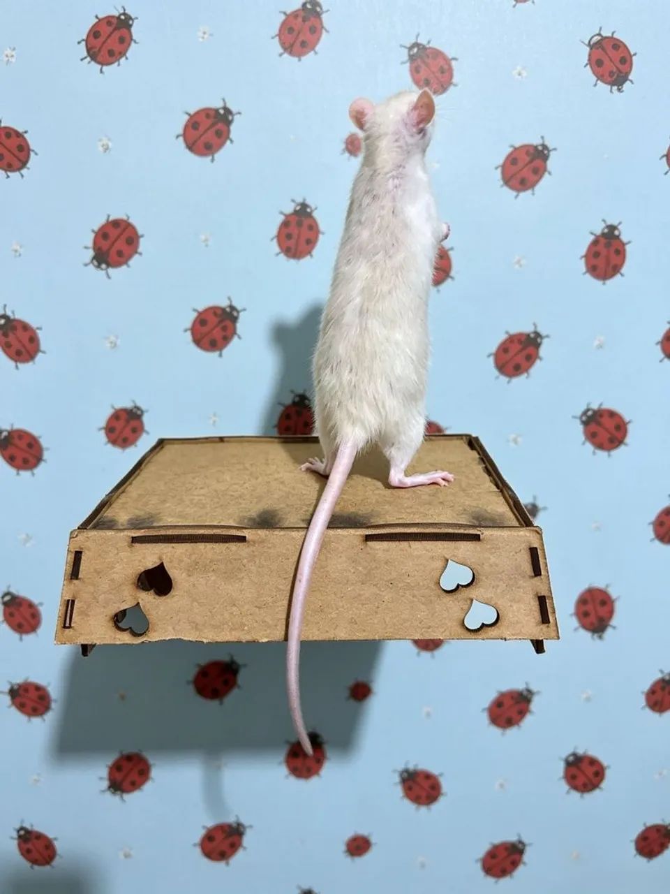 Hoodeed hamster Twister rato carregador pet cg - Foto 2