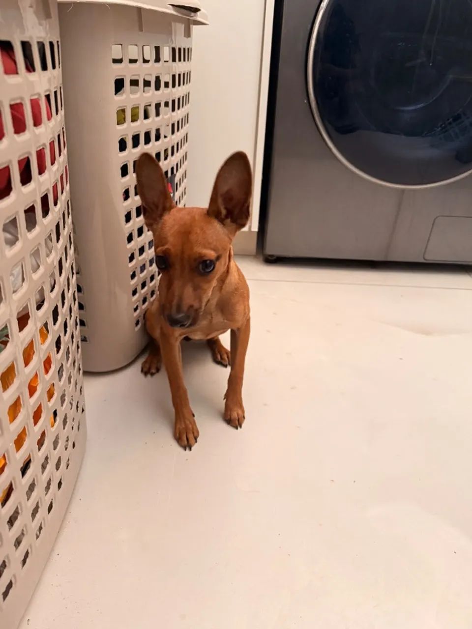 Pincher adoçao - Foto 3