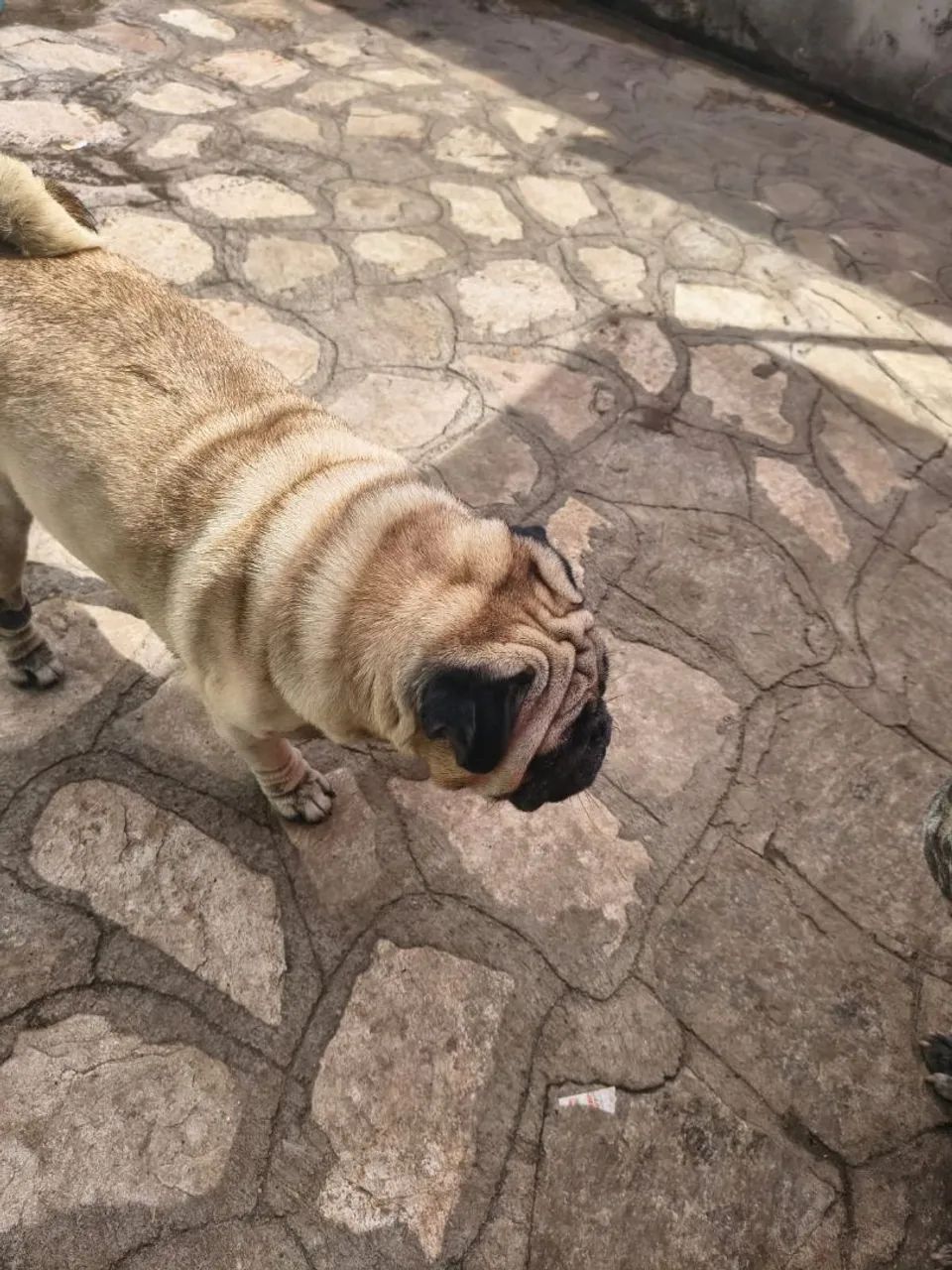Pug 5 anos - Foto 4